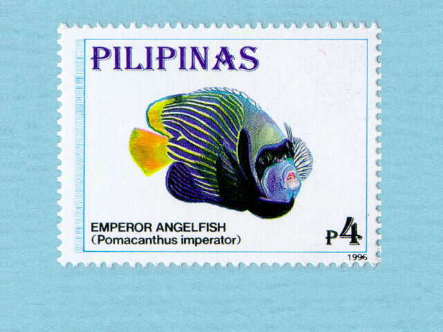 Image of Angelfish