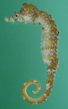 Image of Tyro Seahorse