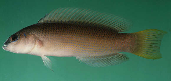 Pseudochromis kristinae Gill 2004 resmi