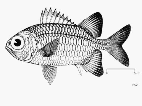 Image of Blackfin Soldierfish