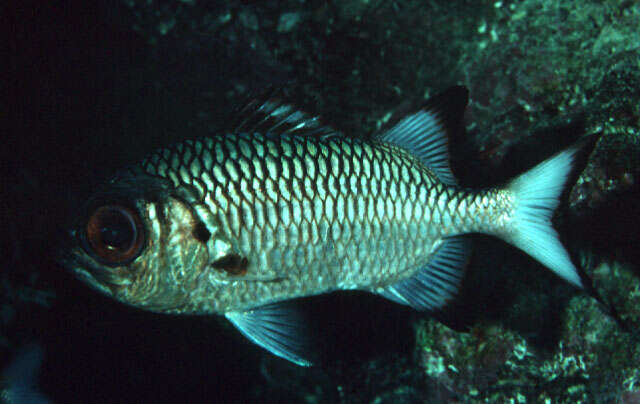 Image of Blackfin Soldierfish