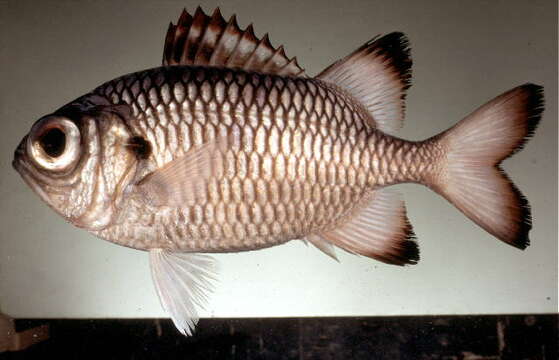 Image of Blackfin Soldierfish