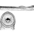 Image of Western Transcaucasian brook lamprey