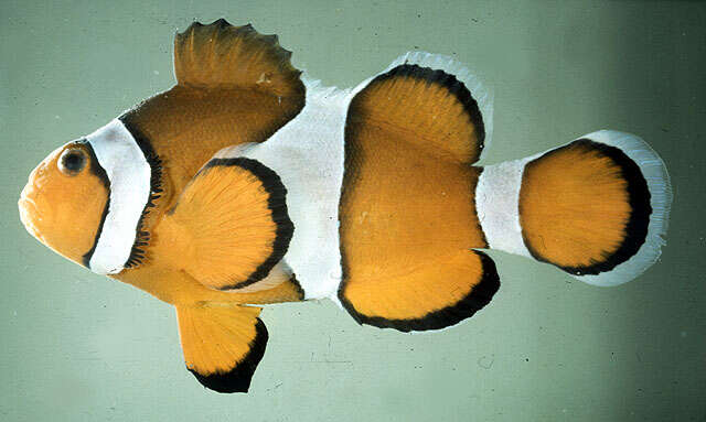 Image of Common clownfish