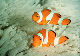 Image of Common clownfish