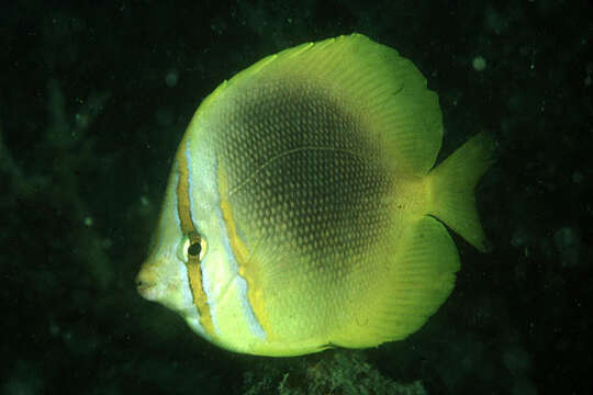 صورة Chaetodon aureofasciatus Macleay 1878