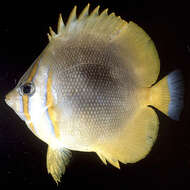 صورة Chaetodon aureofasciatus Macleay 1878