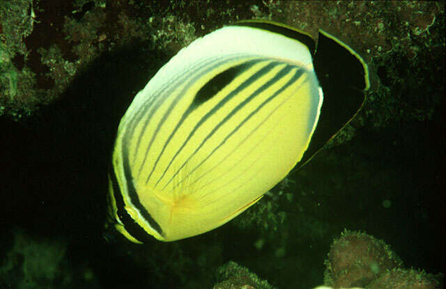 Image of Blacktail Butterflyfish