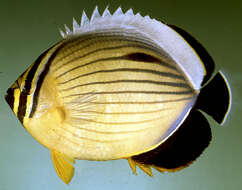 Image of Blacktail Butterflyfish