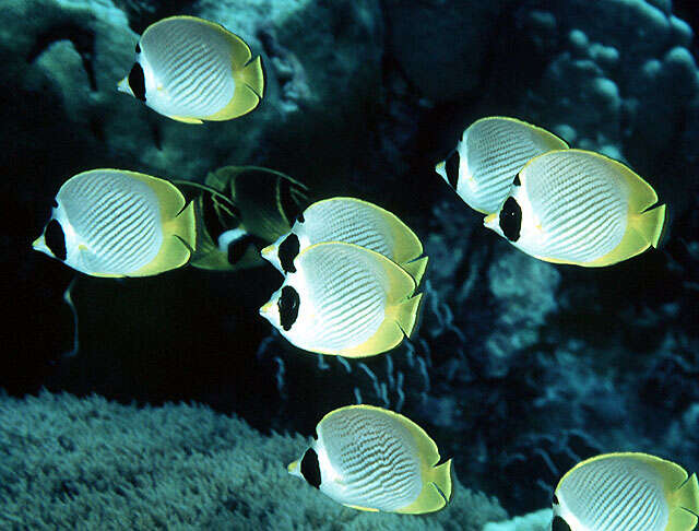 صورة Chaetodon adiergastos Seale 1910