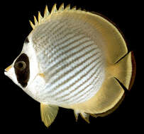 Image of Bantayan Butterflyfish