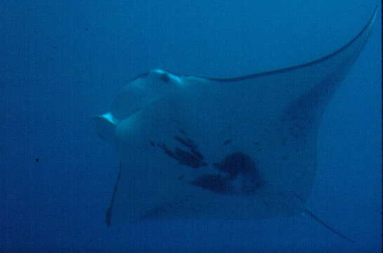 Image of Coastal Manta Ray