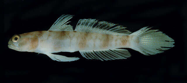 Image of Amblyeleotris neglecta Jaafar & Randall 2009