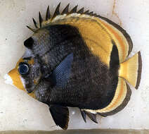 Image of Black Butterflyfish