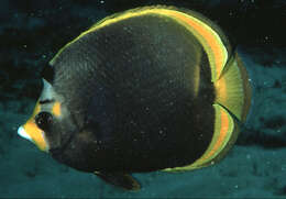 Image of Black Butterflyfish