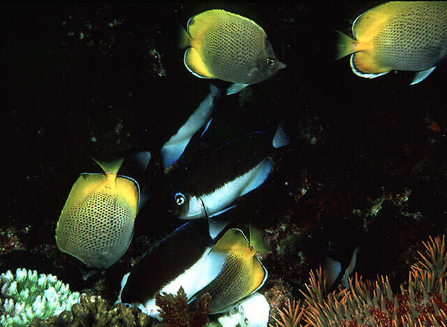 Image of Crochet Butterflyfish