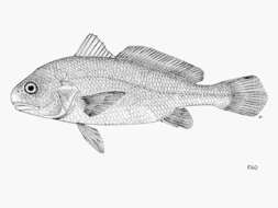 Image of Bearded croaker