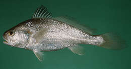 Image of Bearded croaker