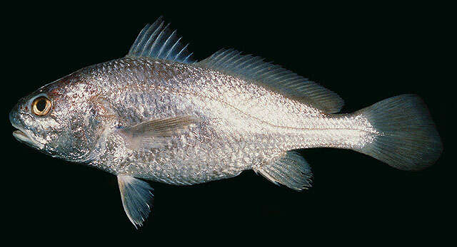 Image of Bearded croaker