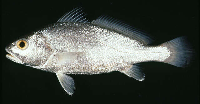 Image of Bearded croaker