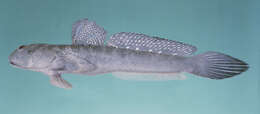 Image of Mud skipper