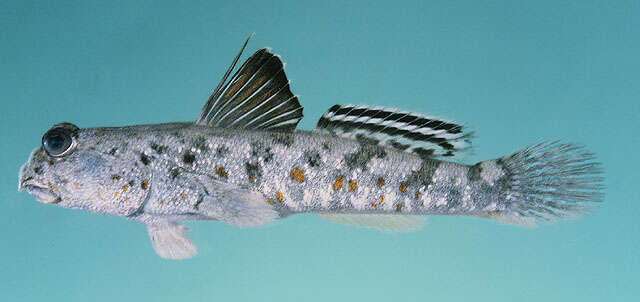 Image of Takita&#39;s mudskipper