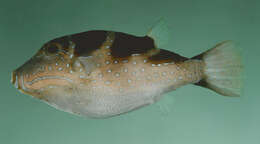 Image of Blue-spotted toby