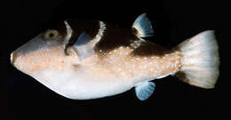 Image of Blue-spotted toby