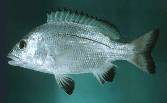 Image of Black Margined Seabream