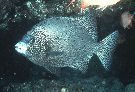 Image of Rock porgy