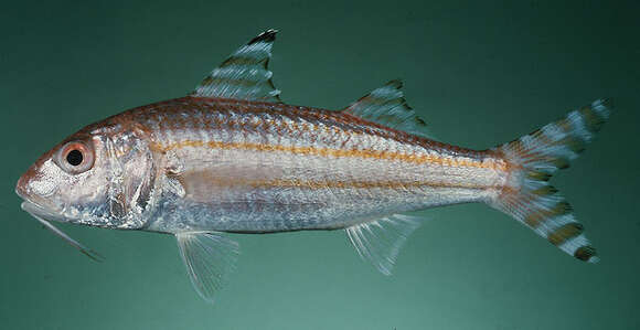 Image of Long-fin goatfish