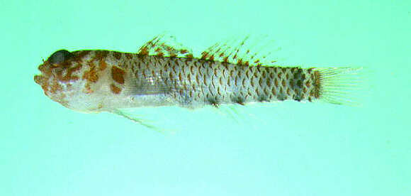 Image of Toshiyuki&#39;s dwarfgoby