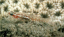 Image of Shimadai's pygmygoby