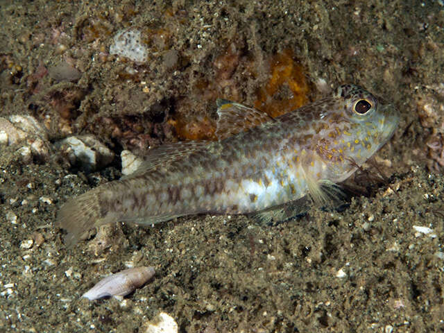 Plancia ëd Ancistrogobius