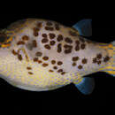 Image of Leopard pufferfish