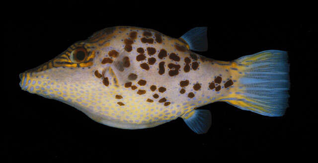 Image of Leopard pufferfish
