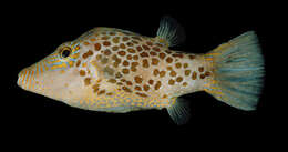 Image of Leopard pufferfish