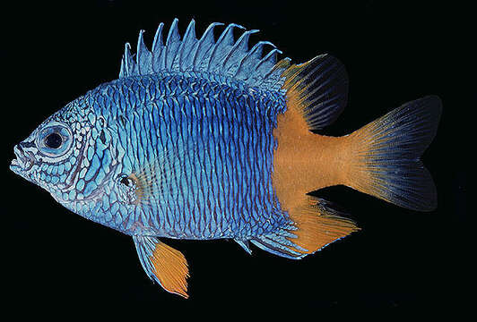 Image of Arnaz&#39;s damselfish