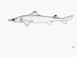 Image of Little Gulper Shark