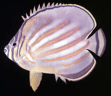 Image of Clown Butterflyfish