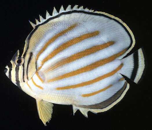 Image of Clown Butterflyfish