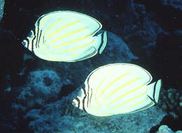 Image of Clown Butterflyfish