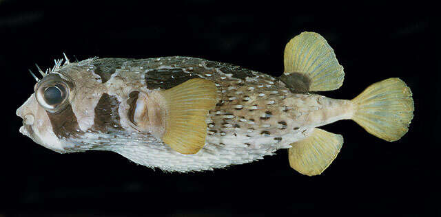 Image of Black-blotched porcupinefish