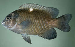 Image of Damselfish