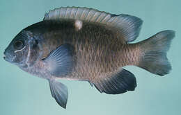 Image of Damselfish