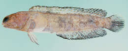 Image of Variable jawfish