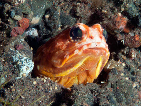 Image of Variable jawfish