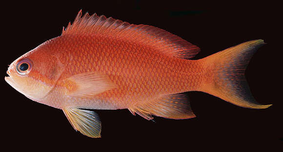 Image of Sea goldie