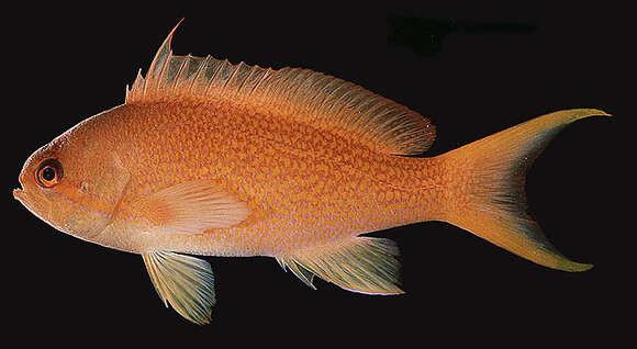 Image of Sea goldie