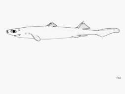 Image of Granular Dogfish
